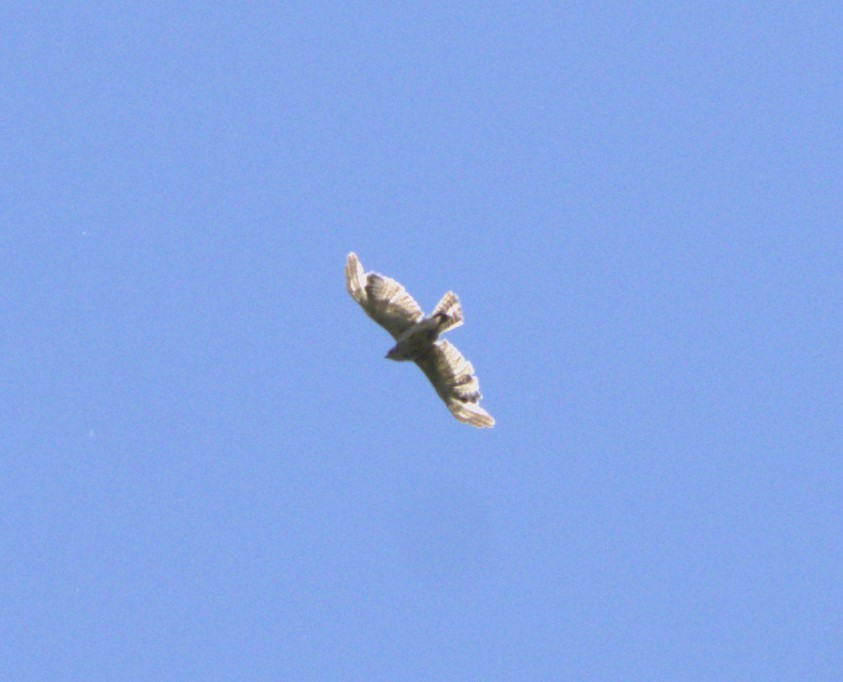 Red-shouldered/Broad-winged Hawk - ML620430228