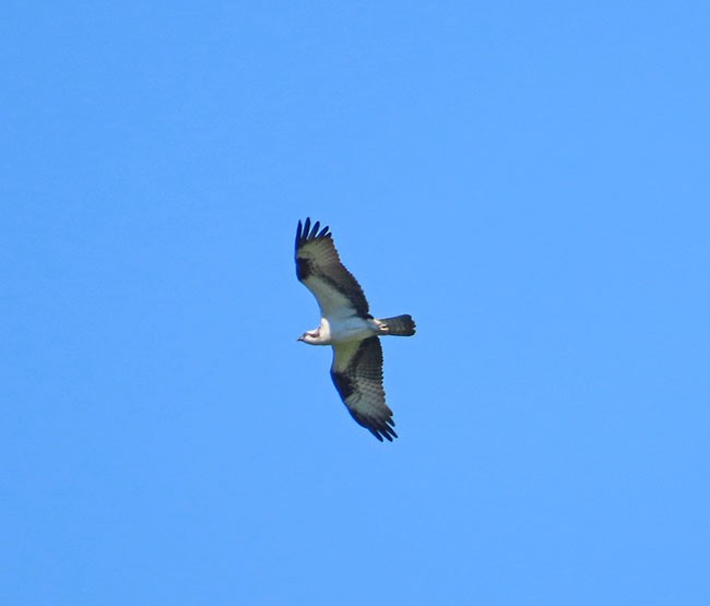 Balbuzard pêcheur - ML620430230