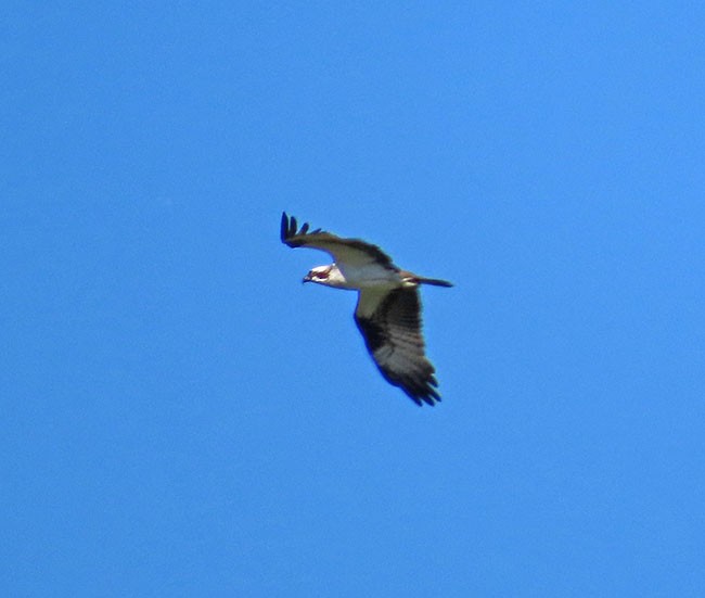 Osprey - Nancy Anderson