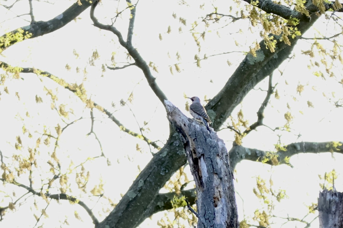 Northern Flicker (Yellow-shafted) - ML620430235