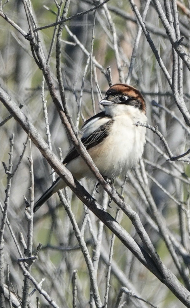 Woodchat Shrike - ML620430236