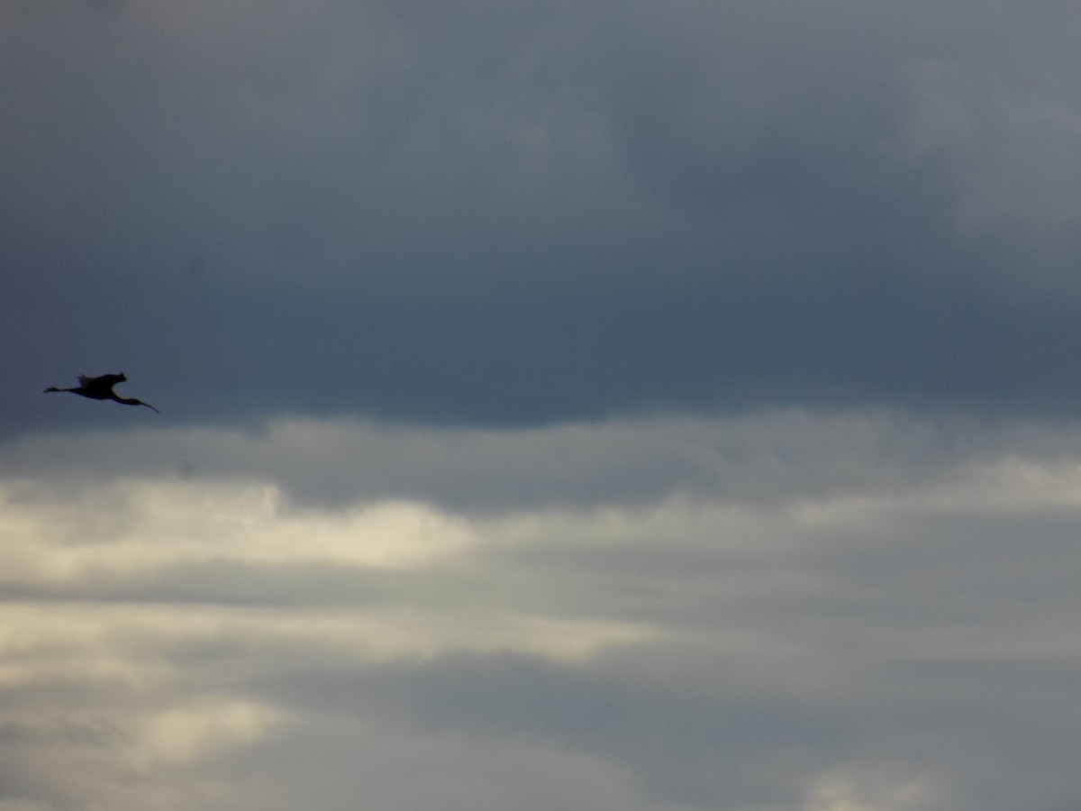 Glossy Ibis - ML620430237