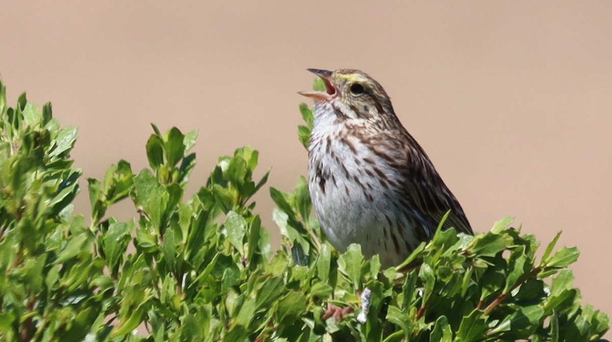 Savannah Sparrow - ML620430238