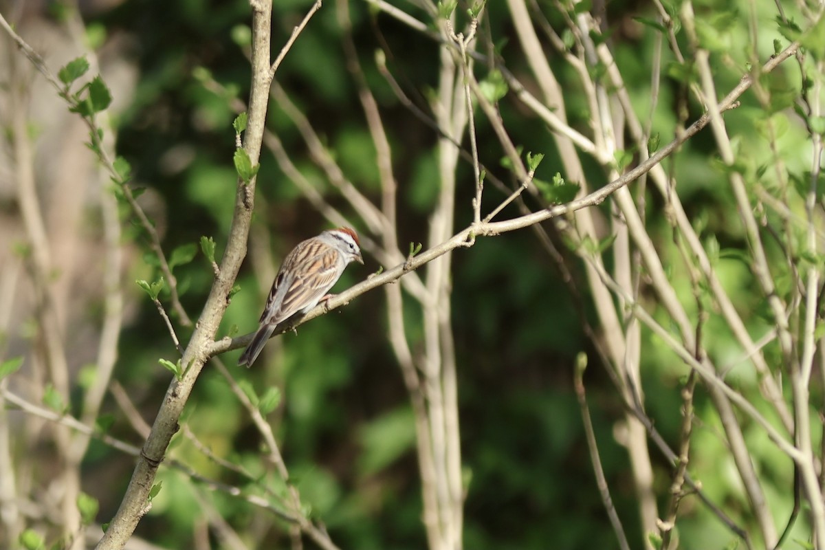 Chipping Sparrow - ML620430241