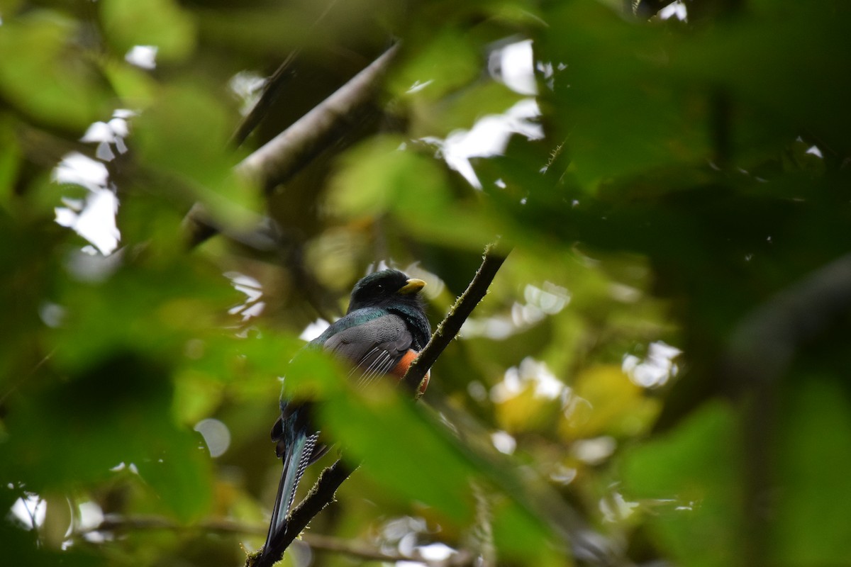 Collared Trogon - ML620430242