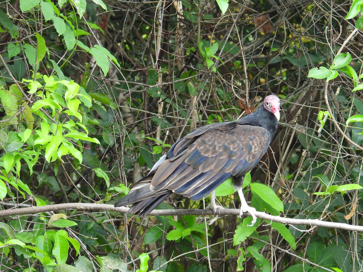 Urubu à tête rouge - ML620430244