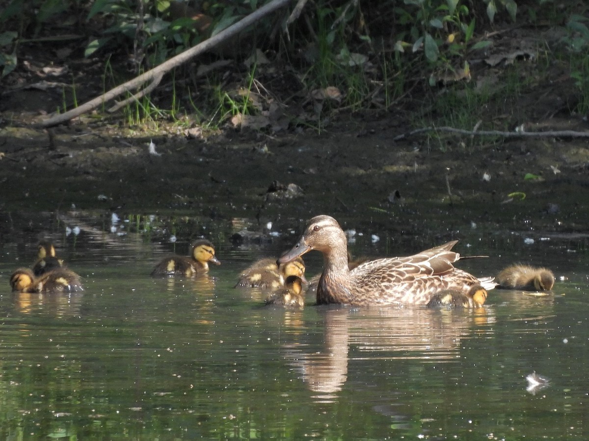 Canard colvert - ML620430247