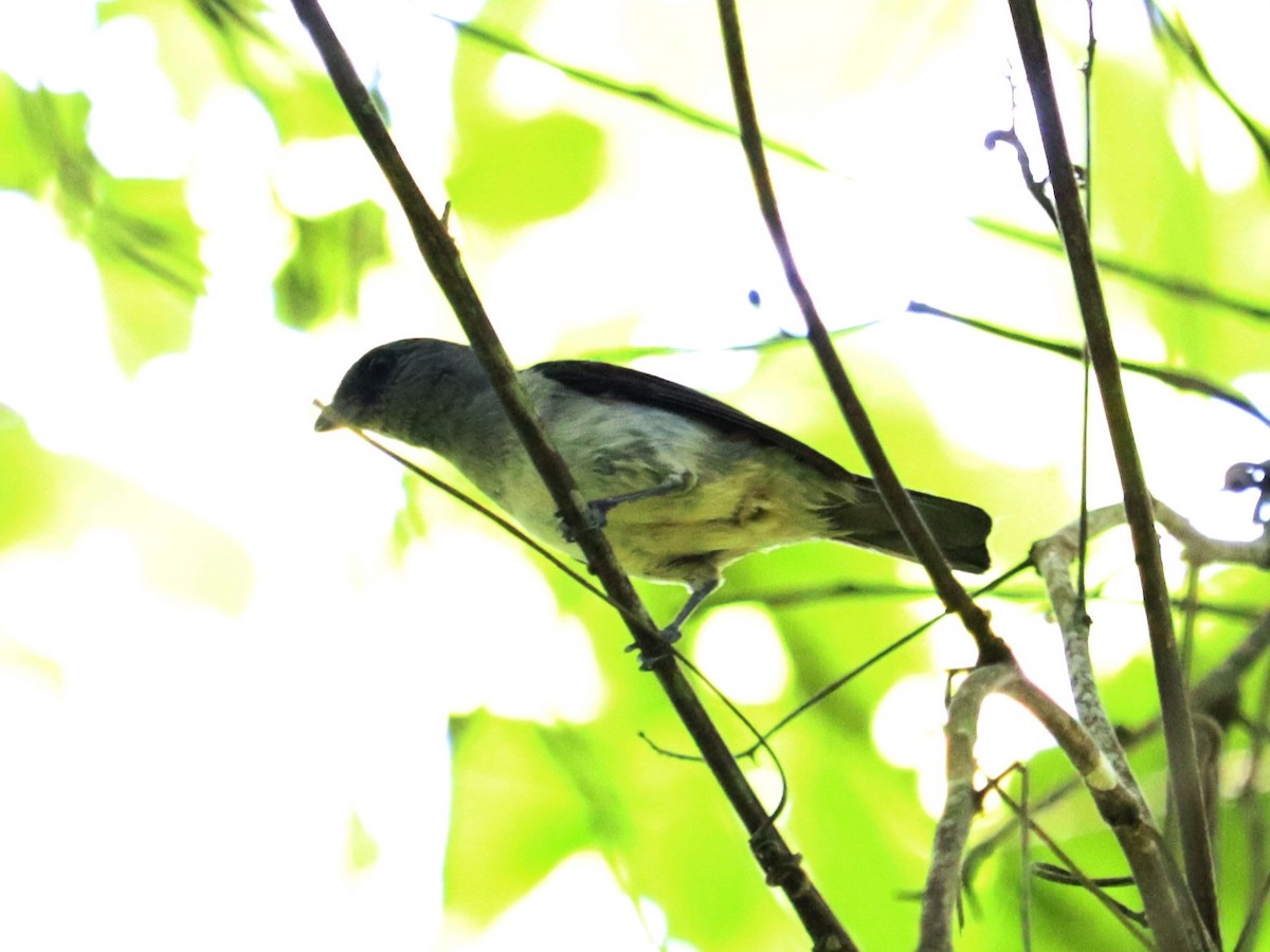 Plain-colored Tanager - ML620430256