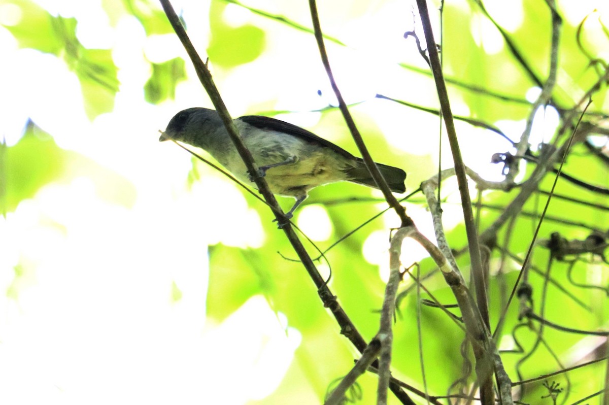 Plain-colored Tanager - ML620430257