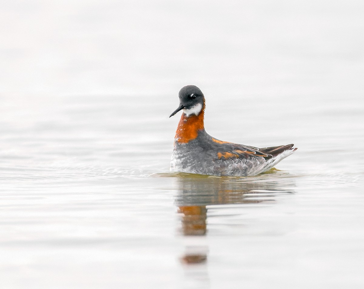 Red-necked Phalarope - ML620430262