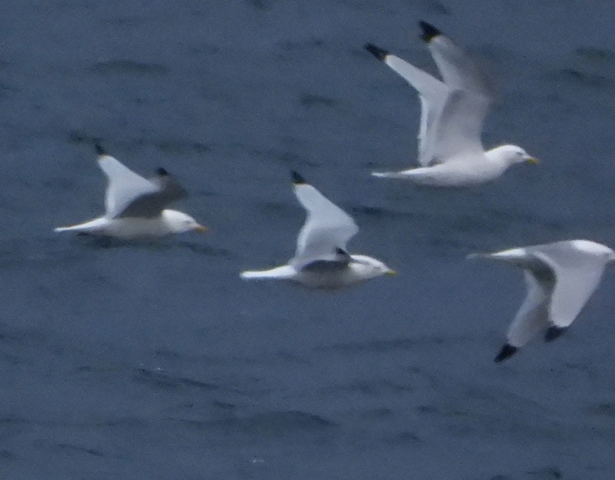 Black-legged Kittiwake - ML620430264