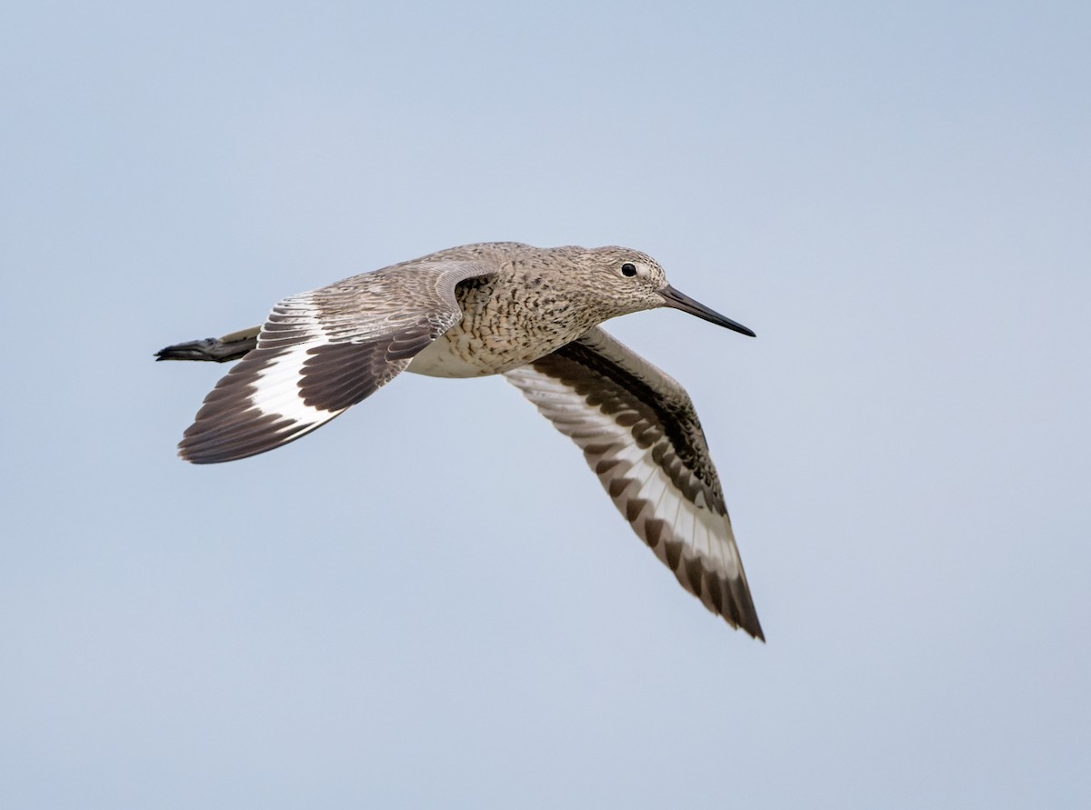 Willet - ML620430267