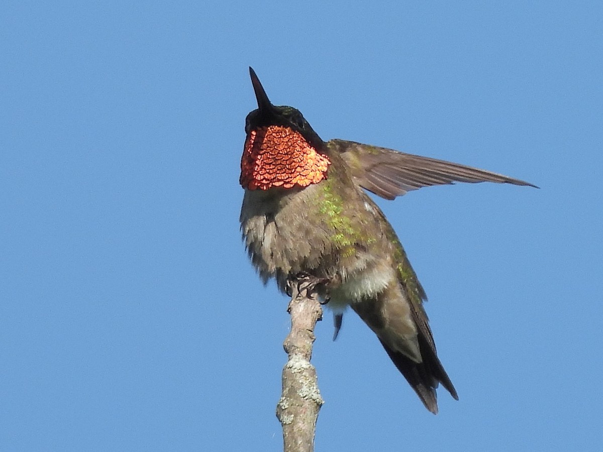 Ruby-throated Hummingbird - ML620430269