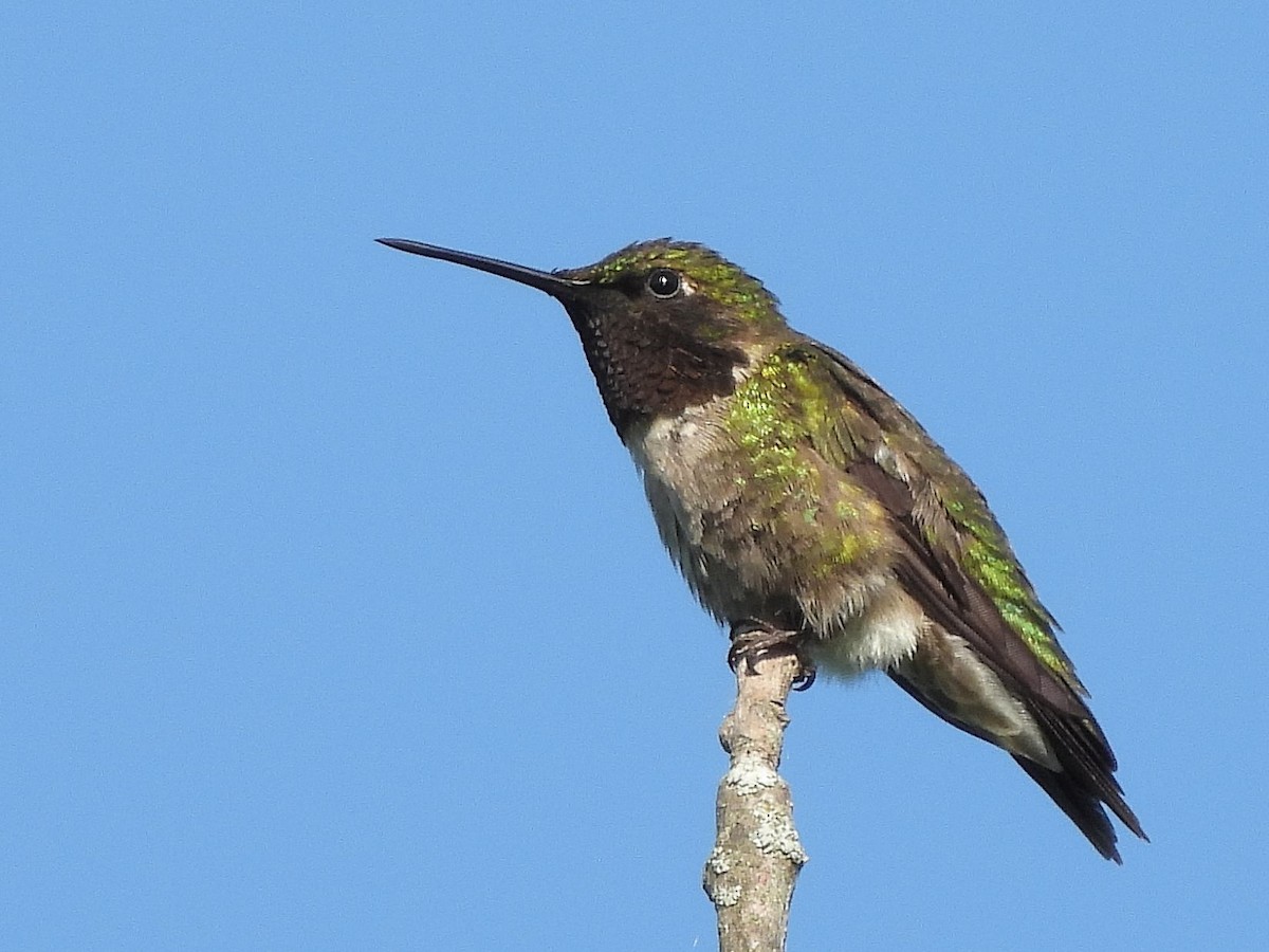 Colibri à gorge rubis - ML620430272