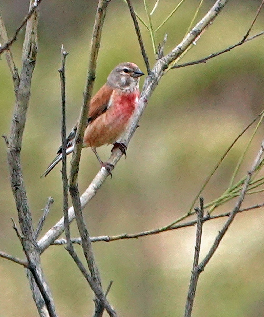 Eurasian Linnet - ML620430273