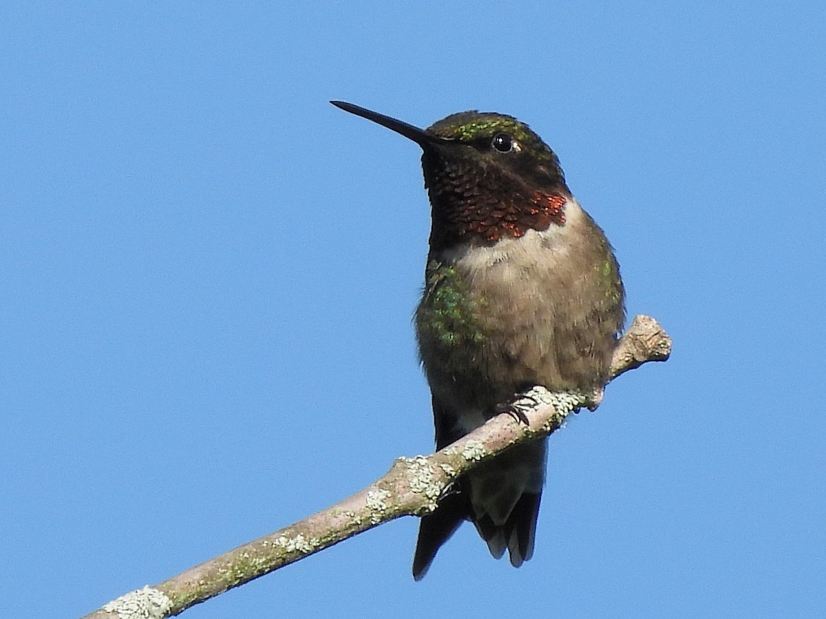 Yakut Boğazlı Kolibri - ML620430277