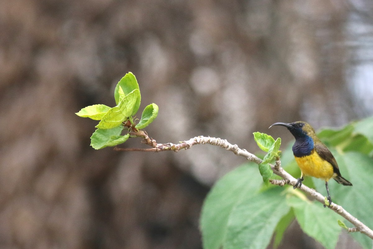 Ornate Sunbird - ML620430278