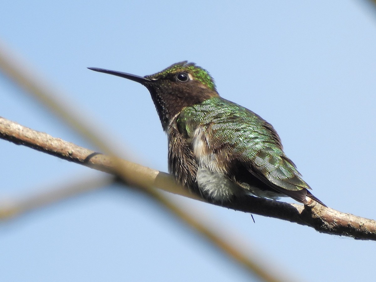 Colibri à gorge rubis - ML620430283