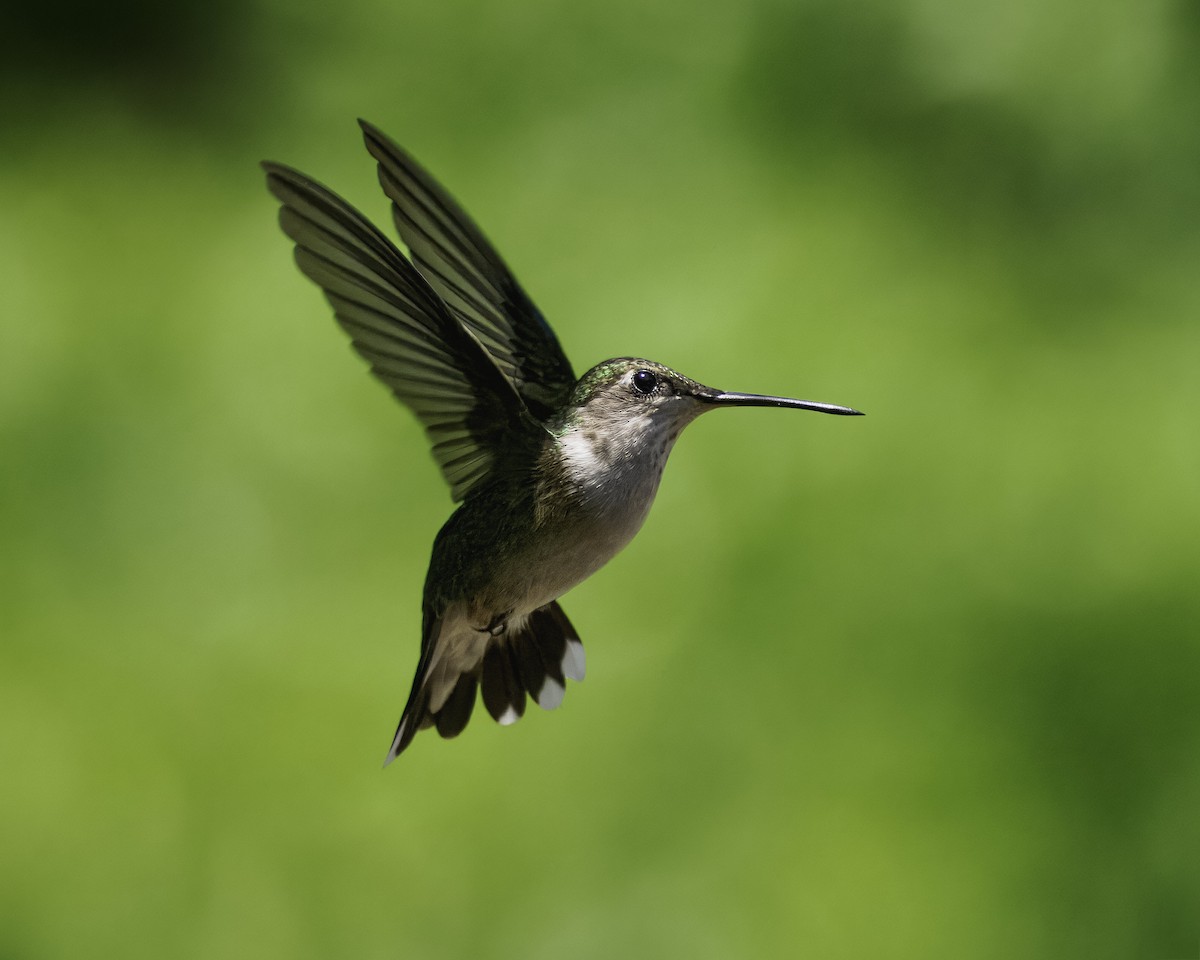 Colibri à gorge rubis - ML620430284