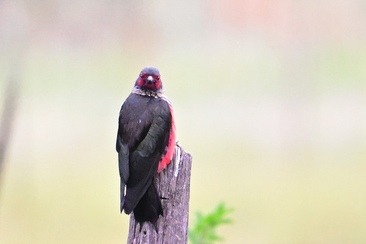 Lewis's Woodpecker - ML620430290