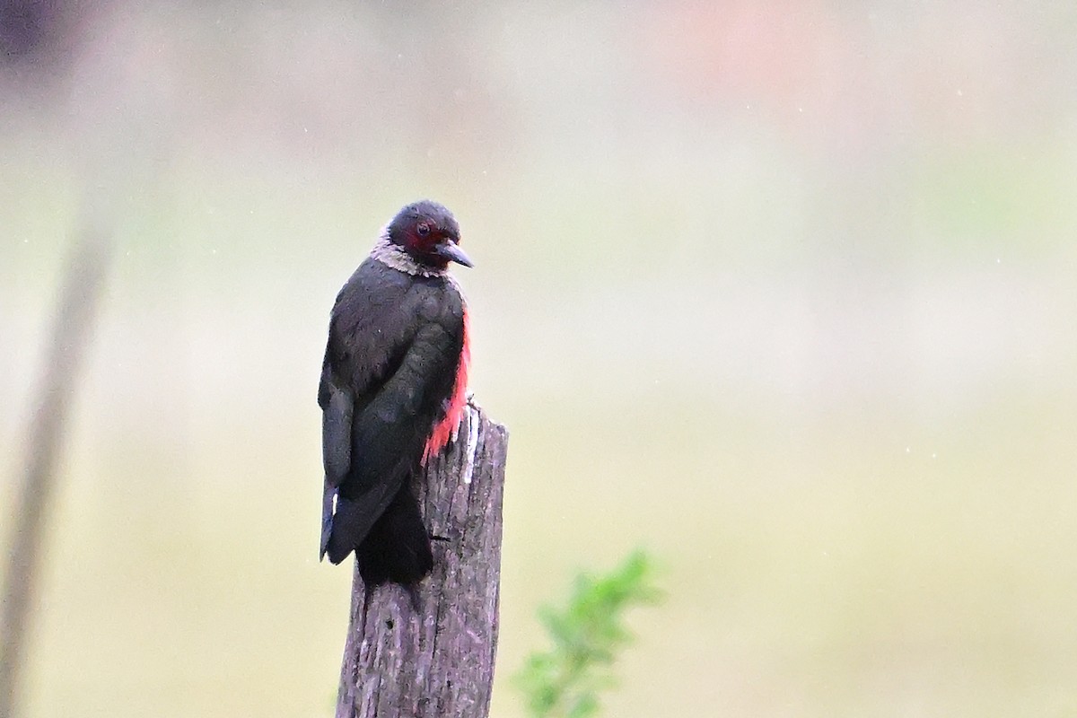 Lewis's Woodpecker - ML620430291