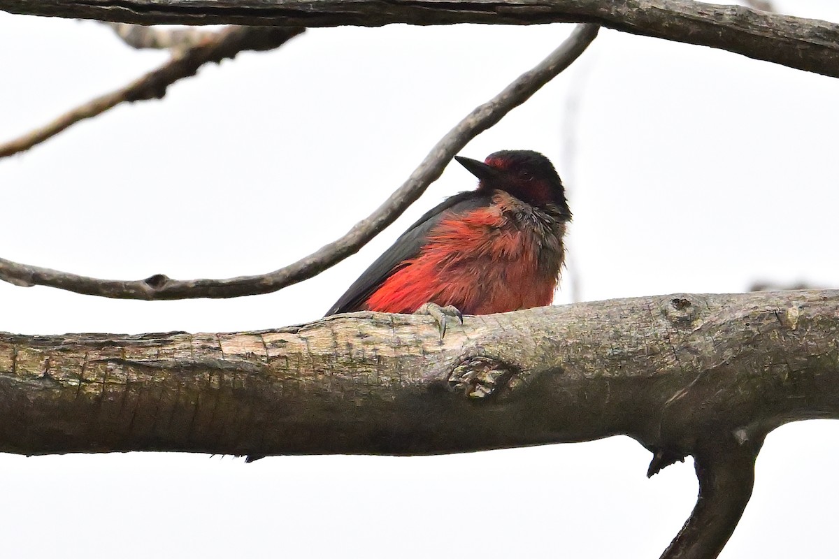 Lewis's Woodpecker - ML620430292