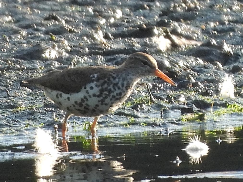 Spotted Sandpiper - ML620430294