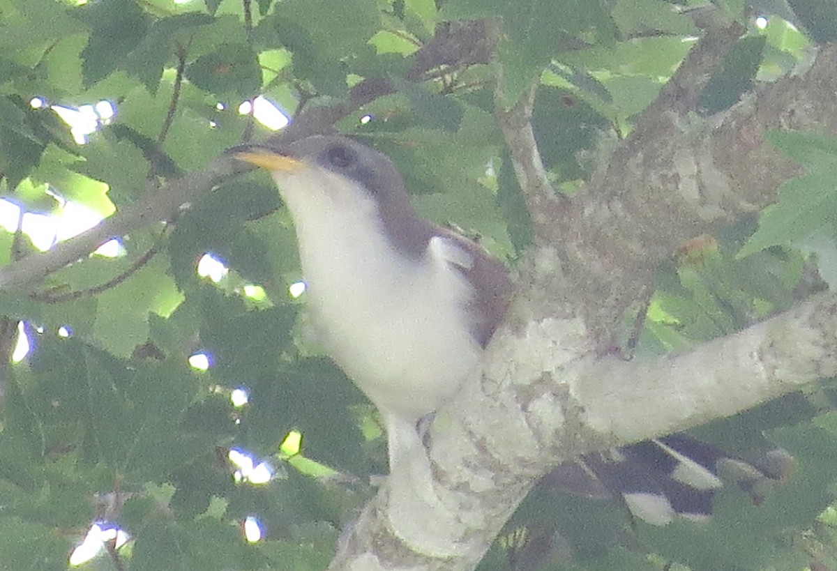 Yellow-billed Cuckoo - ML620430295