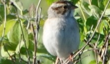 Clay-colored Sparrow - ML620430300