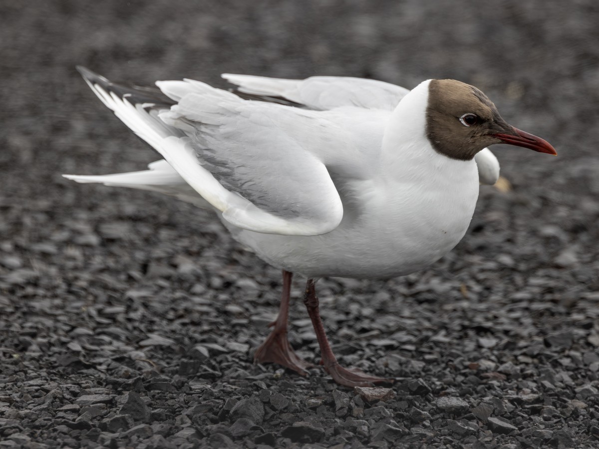 Black-headed Gull - ML620430308