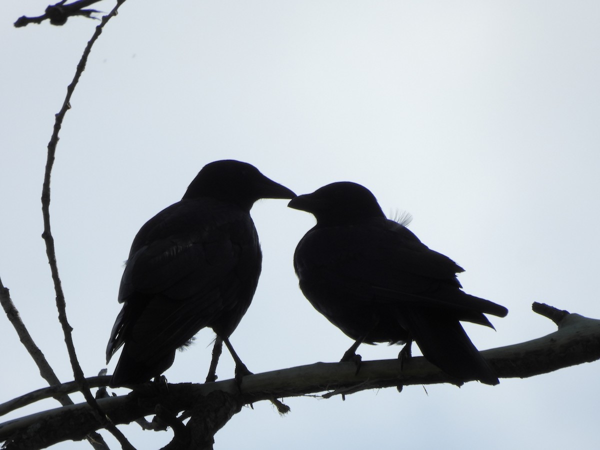 American Crow - Bill Nolting