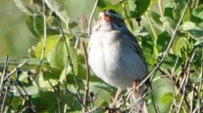 Clay-colored Sparrow - ML620430313