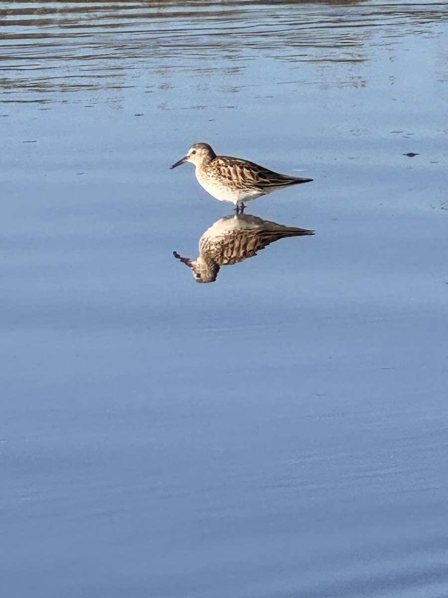 White-rumped Sandpiper - ML620430317