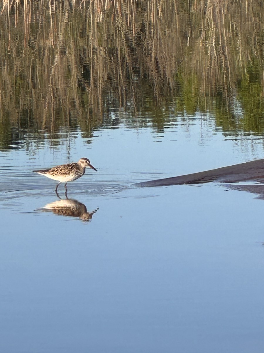 White-rumped Sandpiper - ML620430319