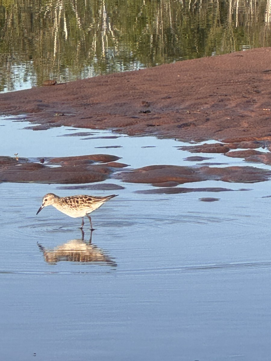 White-rumped Sandpiper - ML620430320