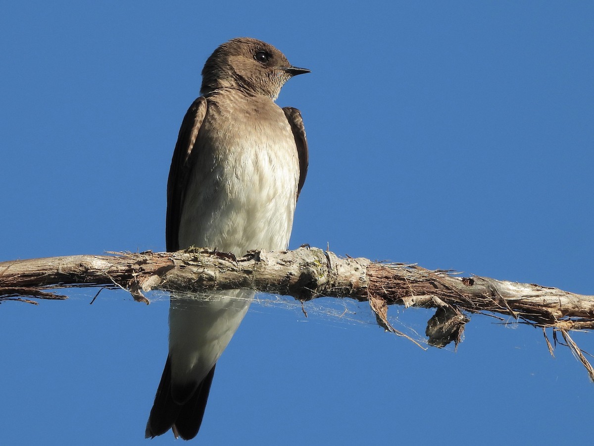 Northern Rough-winged Swallow - ML620430324