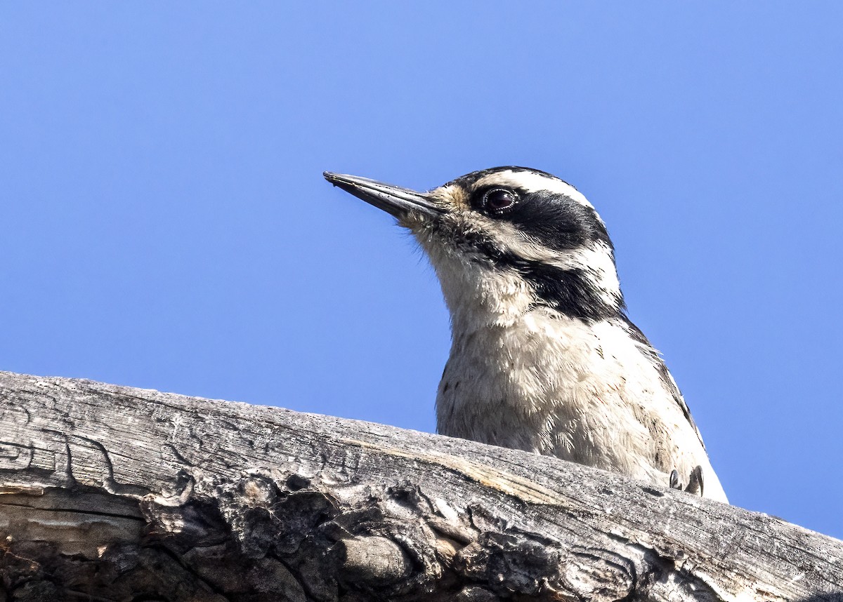 Hairy Woodpecker - ML620430327