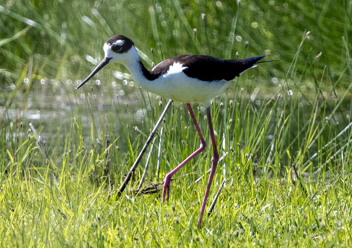 Black-necked Stilt - ML620430328