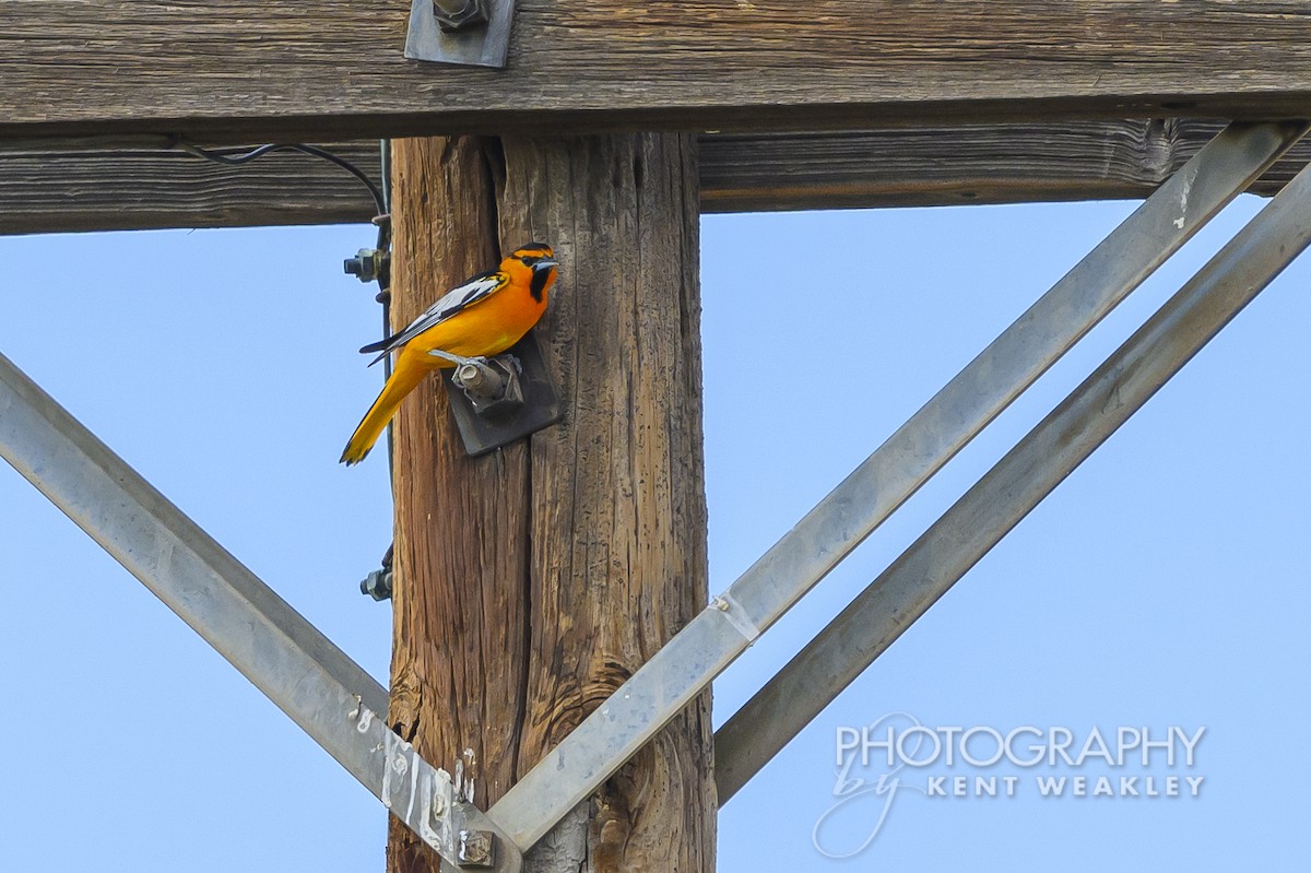 Bullock's Oriole - ML620430329