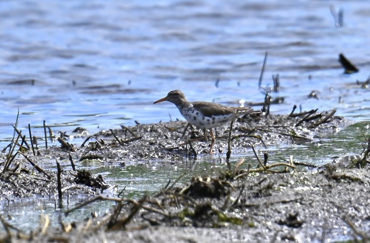 Spotted Sandpiper - ML620430332