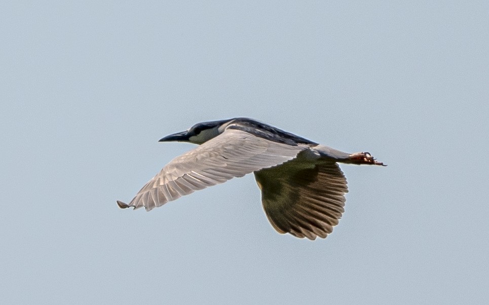 Black-crowned Night Heron - ML620430333