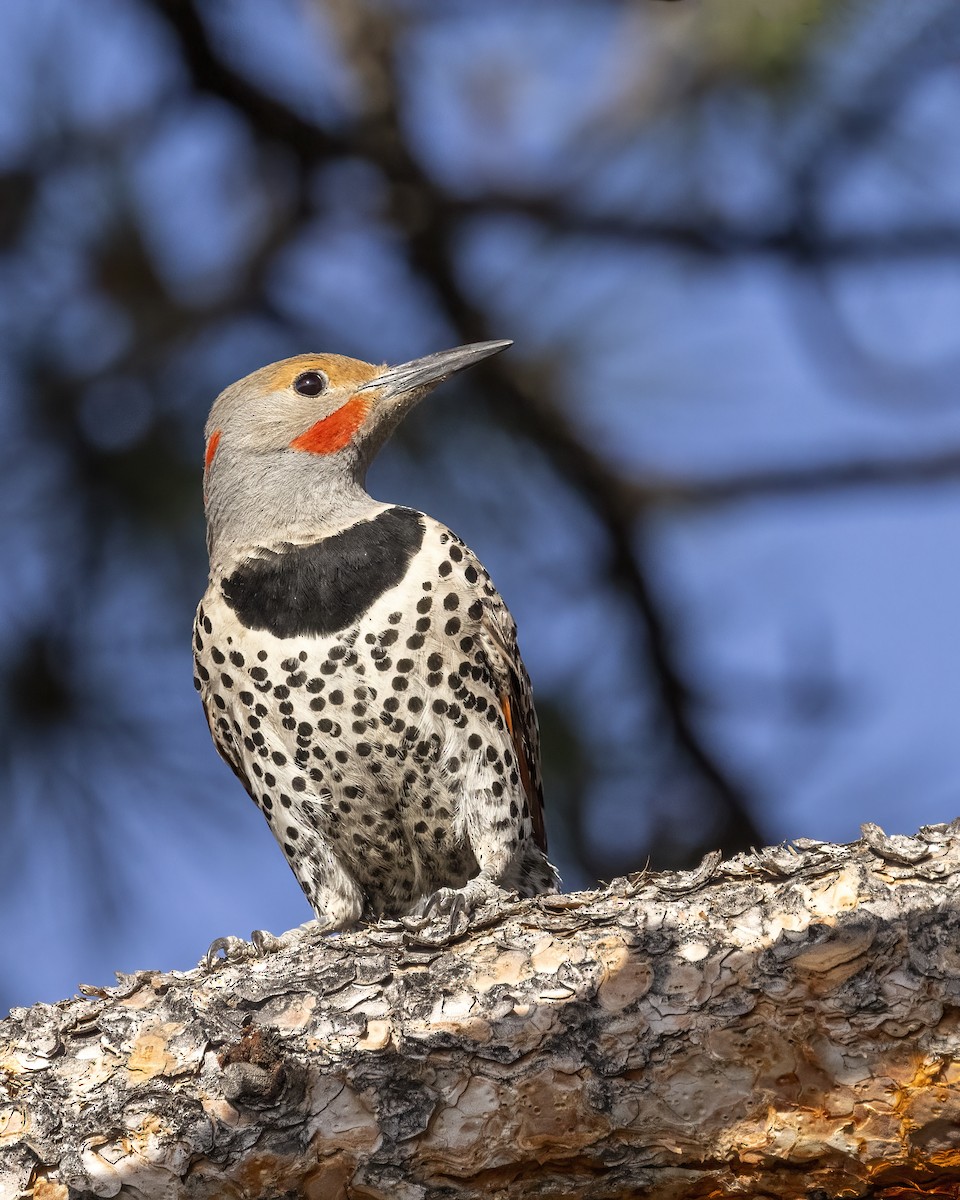 Northern Flicker - ML620430334