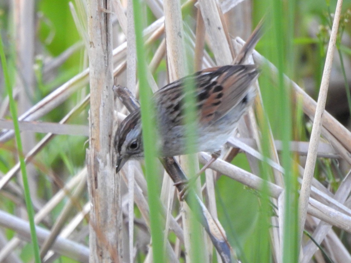 Swamp Sparrow - ML620430335