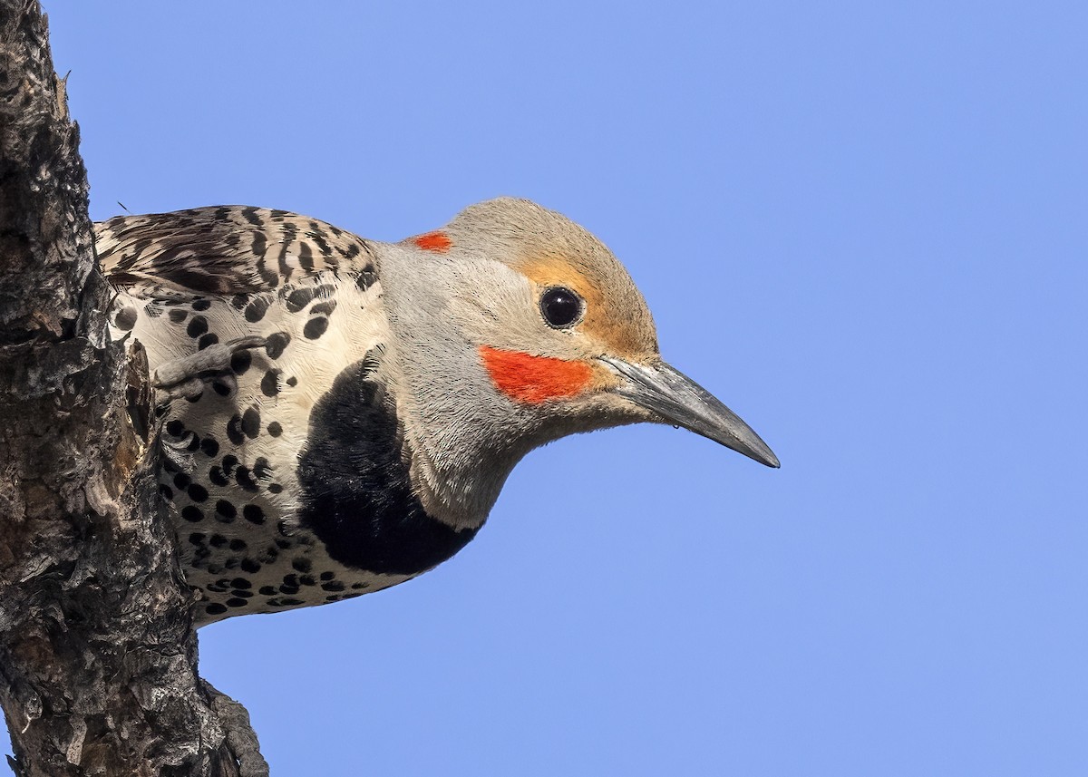 Northern Flicker - ML620430337