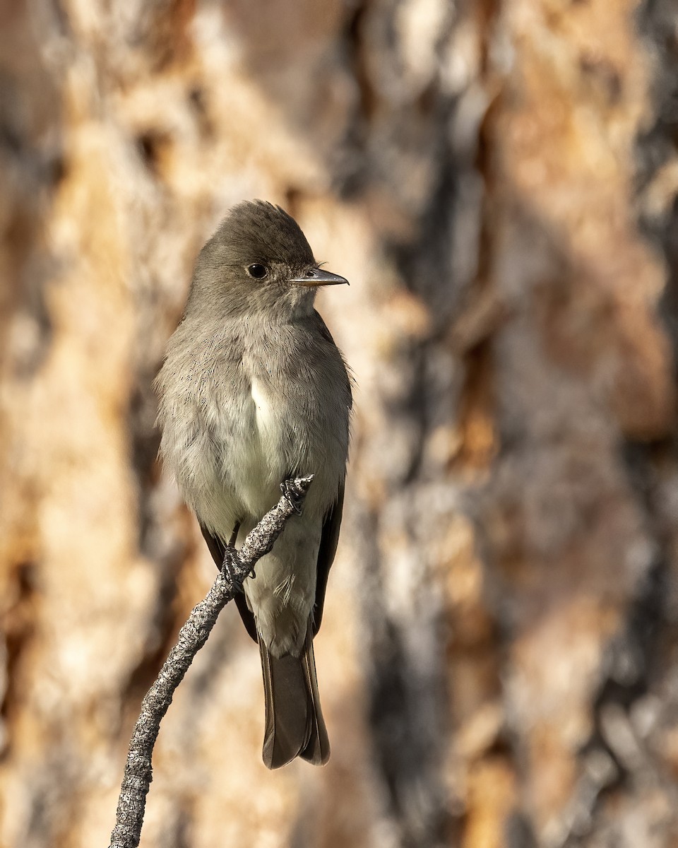 Western Wood-Pewee - ML620430339