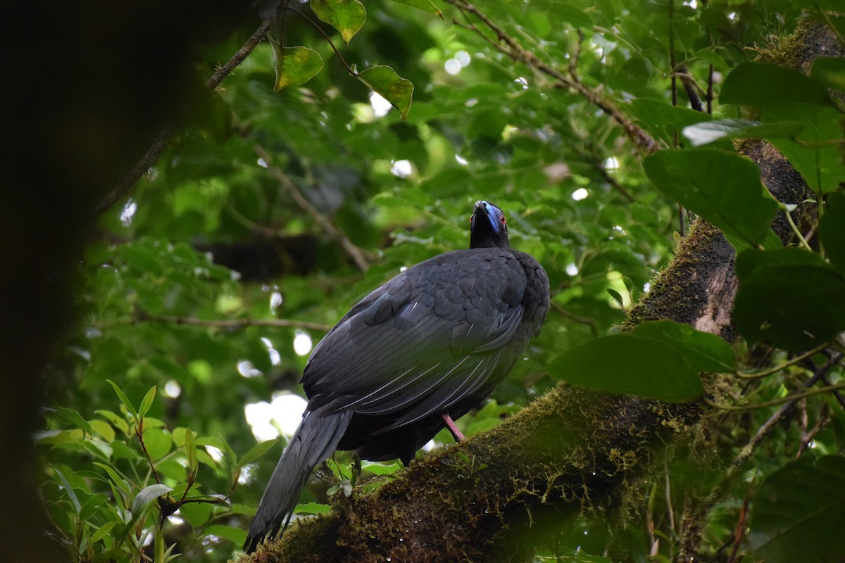 Black Guan - ML620430342