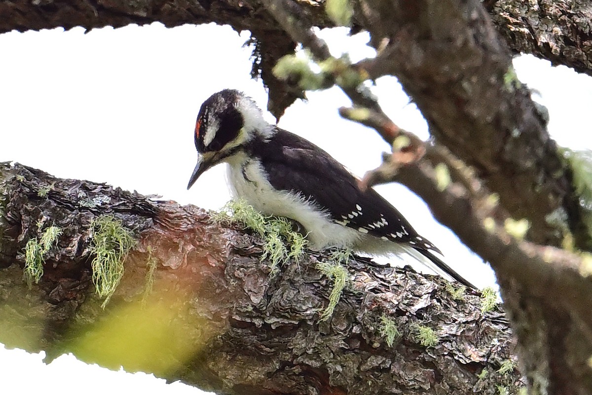 Hairy Woodpecker - ML620430347