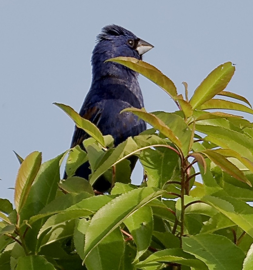 Blue Grosbeak - ML620430350