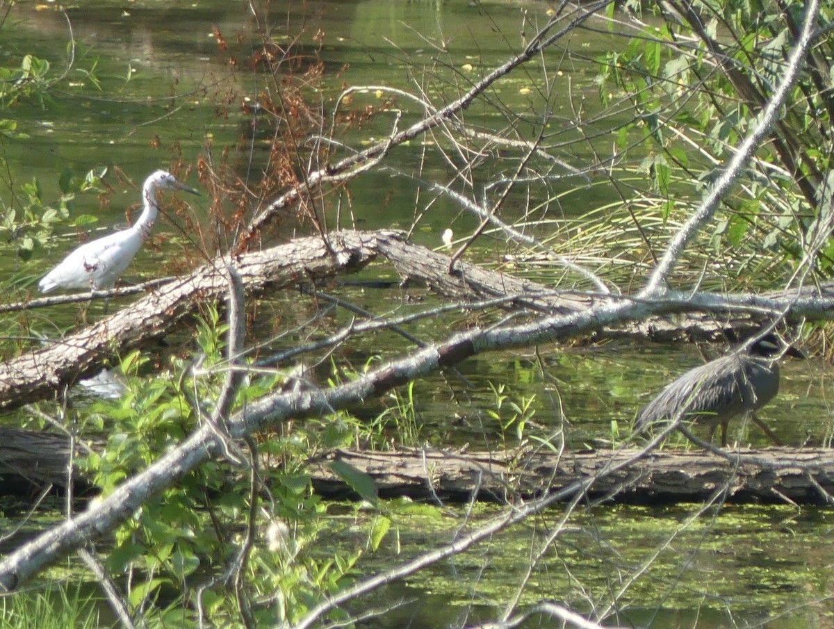 Yellow-crowned Night Heron - ML620430352