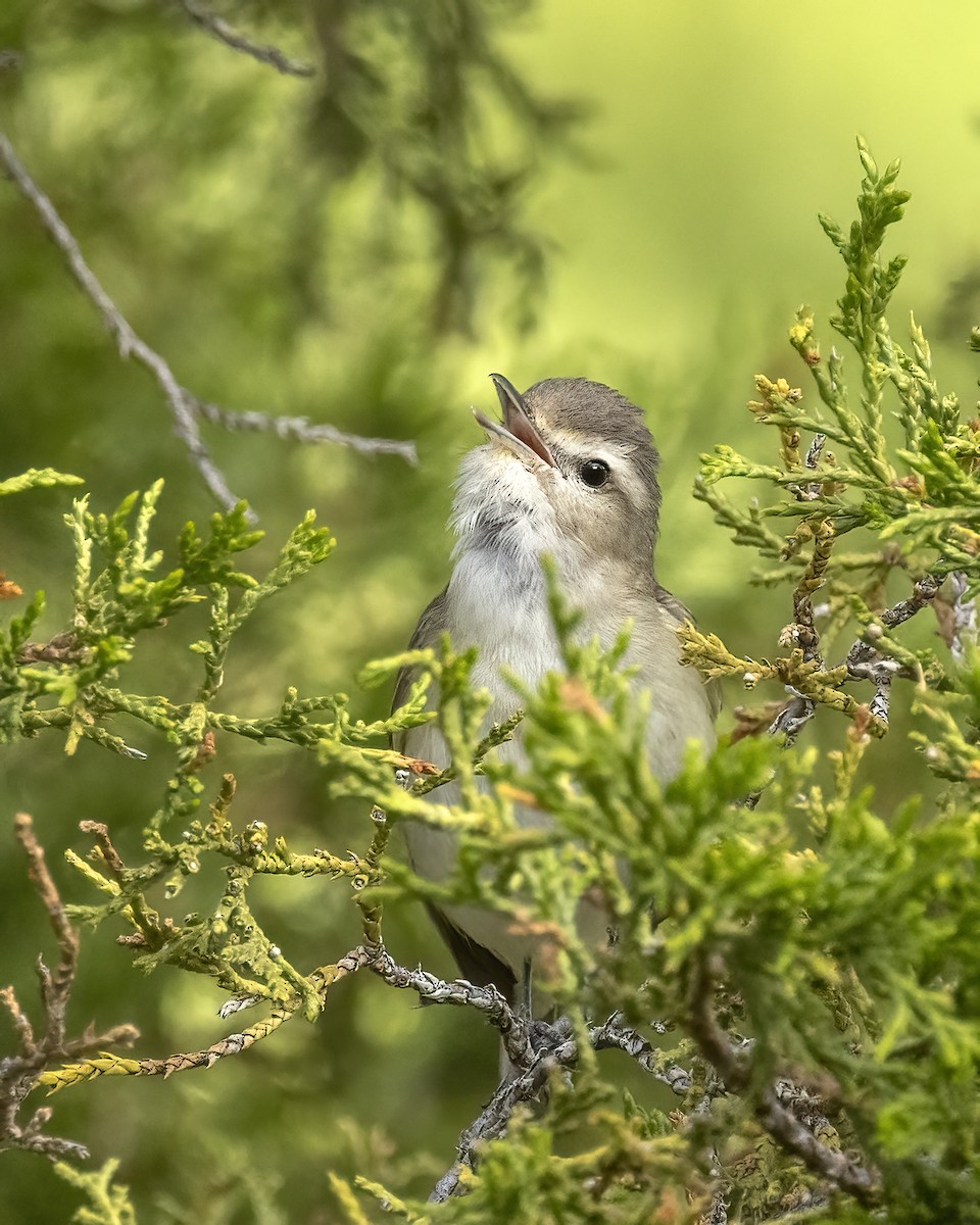 Warbling Vireo - ML620430353